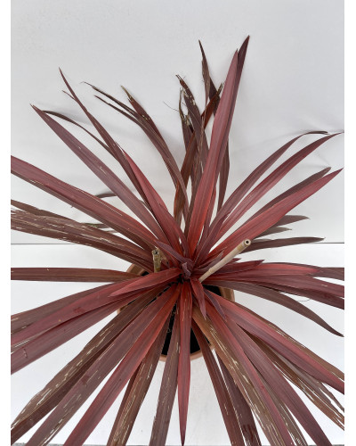 Cordyline australis Red Star