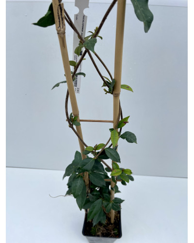 Jasmin étoilé Pot d.19cm (Trachelospermum jasminoides, Rhyncospermum jasminoides)