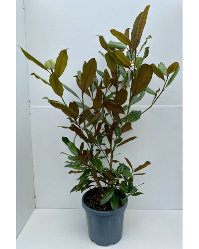 Magnolia grandiflora Galissonière H150/175cm pot de 50L