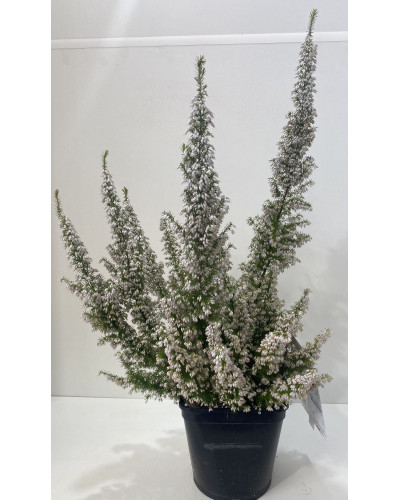 Bruyère Pot d.13cm (Calluna vulgaris)