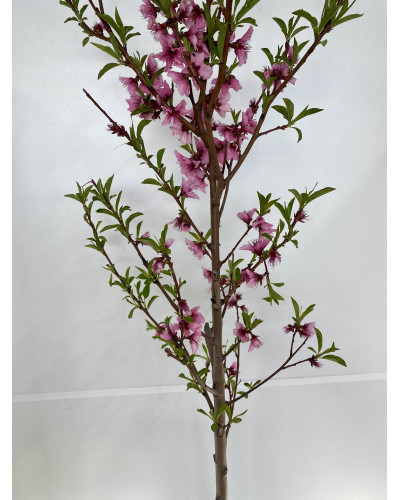 Nectarinier pot de 12L (Prunus persica var. nucipersica)
