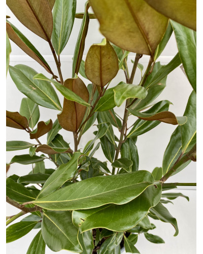 Magnolia à grandes fleurs pot de 5L (Magnolia grandiflora)
