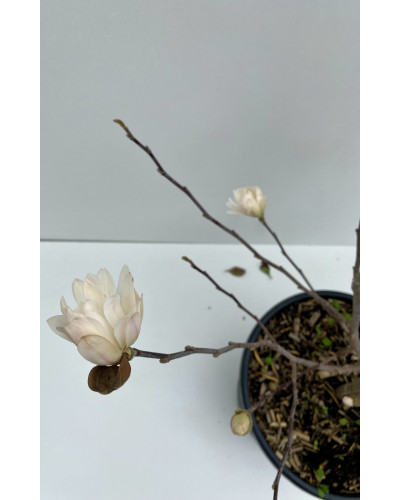 Magnolia à grandes fleurs pot de 5L (Magnolia grandiflora)