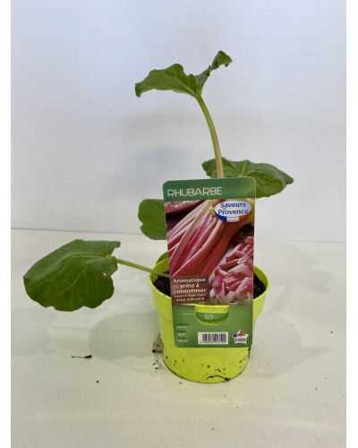 Rhubarbe pot de 3L (Rheum rhabarbarum)
