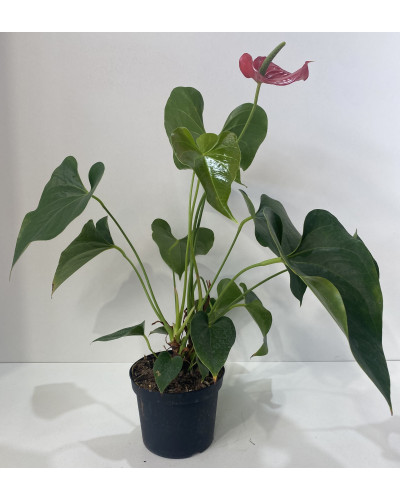 Anthurium rouge Pot d.17cm (Anthurium andreanum)