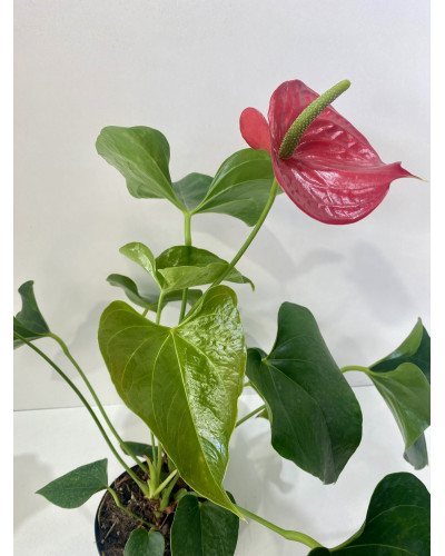 Anthurium rouge Pot d.17cm (Anthurium andreanum)
