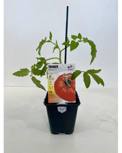Tomate greffée Maestri Cont. 0,5L (Solanum lycopersicum 'Maestria')