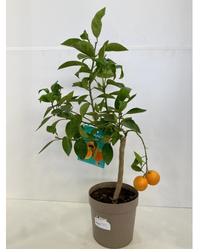 Oranger 1/2 tige Cont.65L (Citrus Sinensis)
