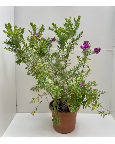Polygala myrtifolia Pot de 18cm