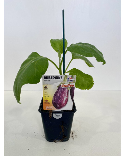 AUBERGINE rania (striée) Plant gréffé, avec chromo Conteneur de 0.5 L. Plaque de 12 PROD