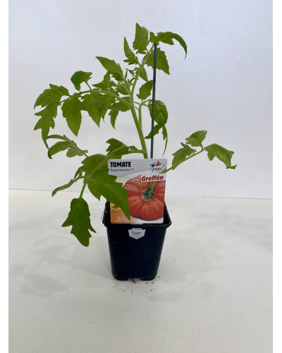 Tomate greffée Supersteak Cont. 0,5L (Solanum lycopersicum 'Supersteak')