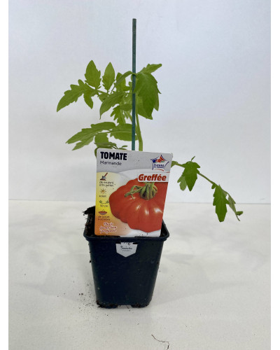 Tomate greffée Marmande Cont. 0,5L (Solanum lycopersicum 'Marmande')