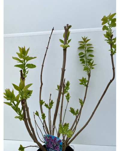 Lilas commun pot d.27cm (Syringa vulgaris)
