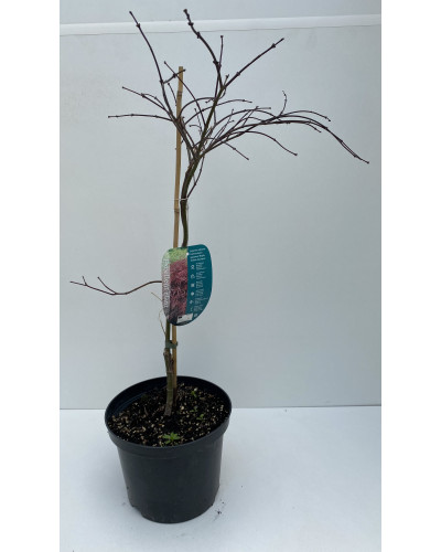 Erable du Japon pot d.23cm (Acer palmatum)