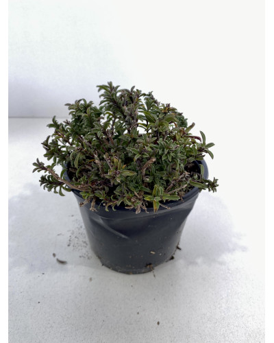 Sarriette Pot d.14cm (Satureja hortensis)