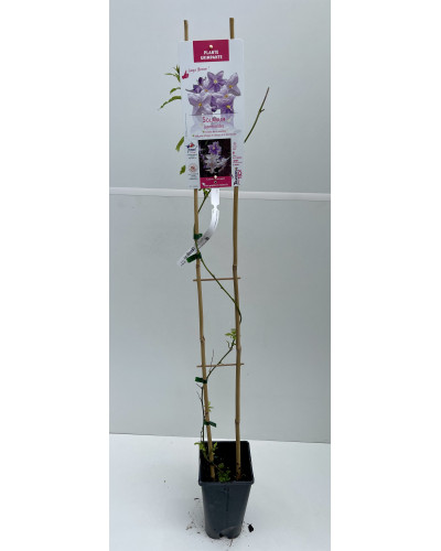 Morelle faux jasmin pot de 30cm (Solanum jasminoides)