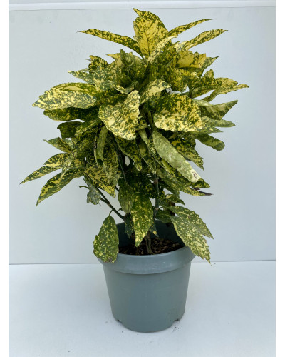 Aucuba japonica Crotonifolia Cont 10L