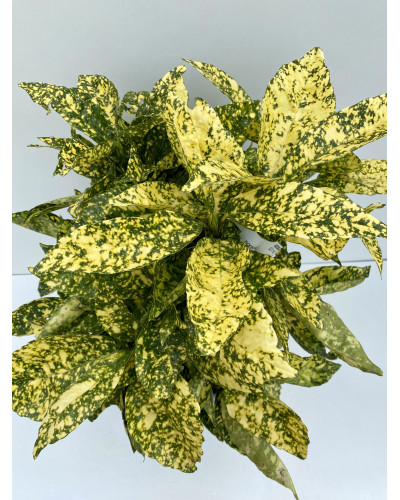 Aucuba japonica Crotonifolia Cont 10L