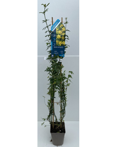 Jasmin primevère H90/120cm échelle pot 2L (Jasminum mesneyi)