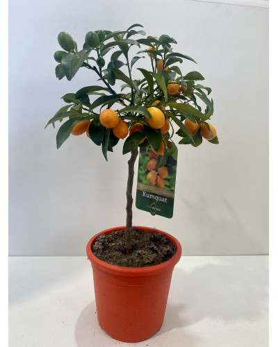 Kumquat Pot d.20cm (Fortunella margarita)
