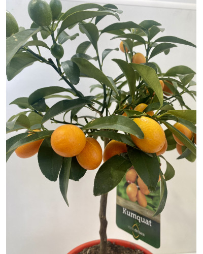Kumquat Pot d.20cm (Fortunella margarita)