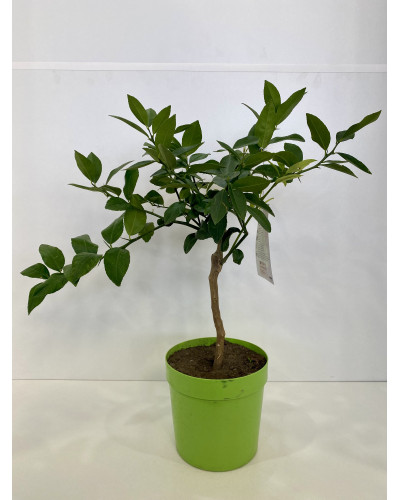 Citron vert Pot d.20cm (Citrus aurantifolia)