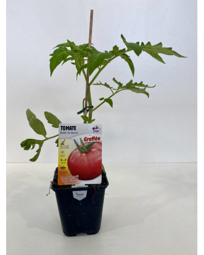 Tomate greffée Rose de Berne Cont. 0,5L (Solanum lycopersicum 'Rose de Berne')