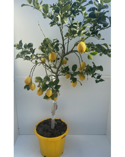 Citron 4 saisons 1/2 tige Cont.45L (Citrus limon)