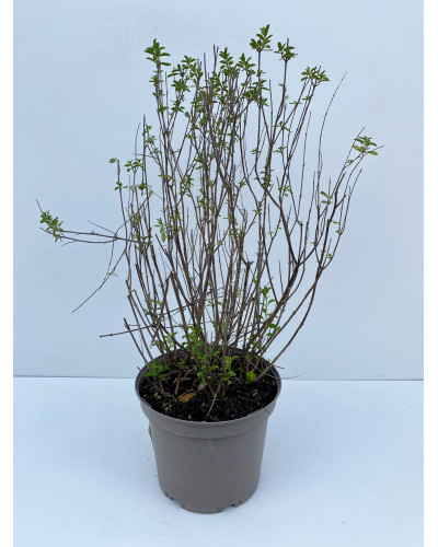 Sauge arbustive pot de 3L (Salvia microphylla grahamii)