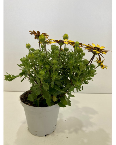 Osteospermum ecklonis Pot d.14cm