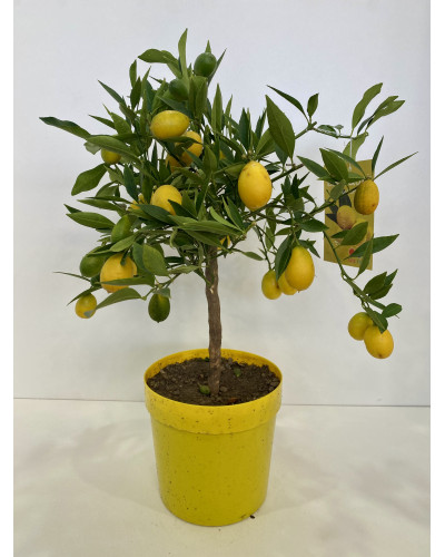 Limequat, Citrofortunella Pot d.35cm (Citrus x floridana)