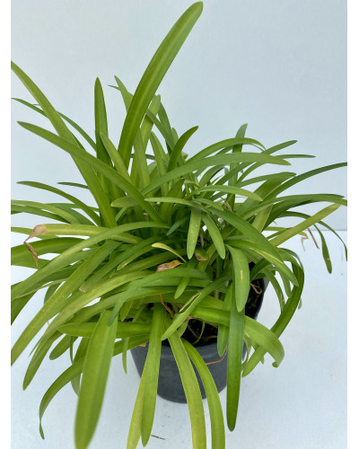 Agapanthe Pot d.18cm (Agapanthus spp.)
