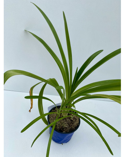 Agapanthe Pot d.18cm (Agapanthus spp.)