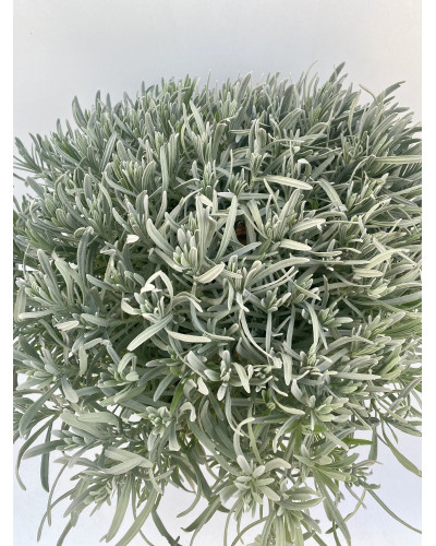 Lavande vraie pot de 3L (Lavandula angustifolia Hidcote)