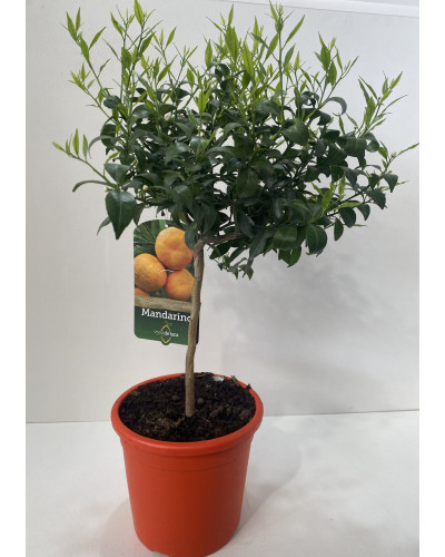 Mandarinier Pot d.20cm (Citrus reticulata)