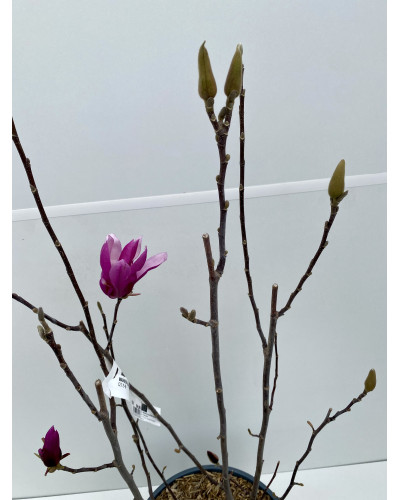 Magnolia liliflora Nigra cont.15-18L