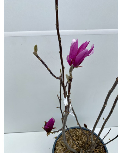 Magnolia liliflora Nigra cont.15-18L