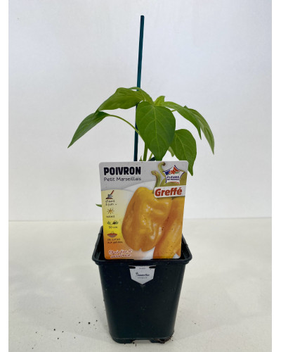 Poivron, Capsicum annuum Petit marseillais, greffé cont.0.5 L