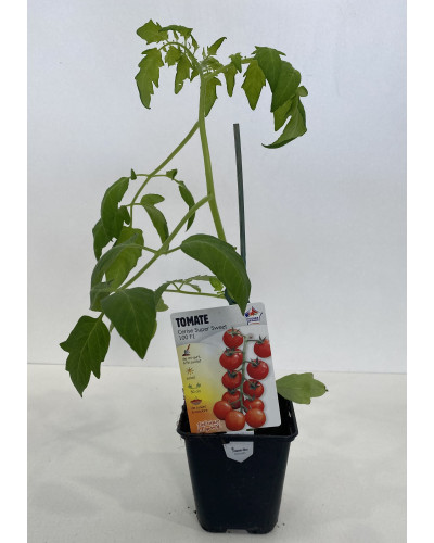Tomate greffée Supersweet Cont. 0,5L (Solanum lycopersicum 'Supersweet')