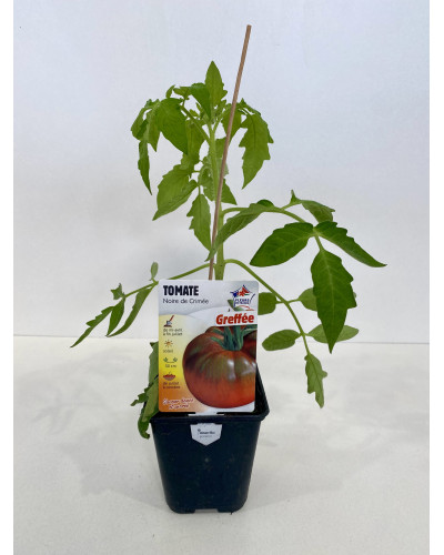 Tomate greffée Noire de Crimée Cont. 0,5L (Solanum lycopersicum 'Noire de Crimée')