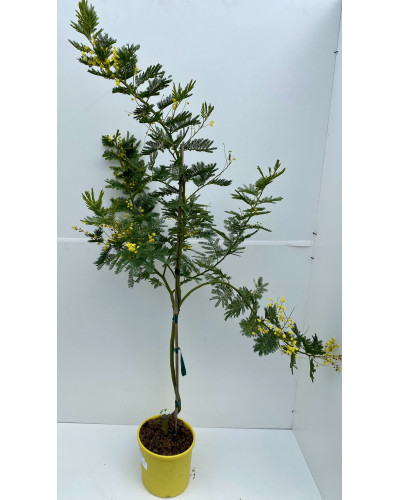 Acacia le gaulois en touffe Pot de 17cm (mimosa d'hiver ou Acacia dealbata)
