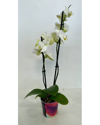 Orchidée phalaenopsis pot d.12cm
