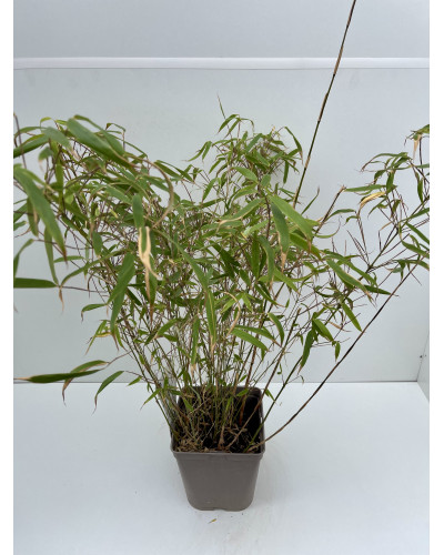 Bambou Fargesia Rufa Pot d.17cm
