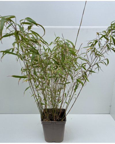 Bambou Fargesia Rufa Pot d.17cm