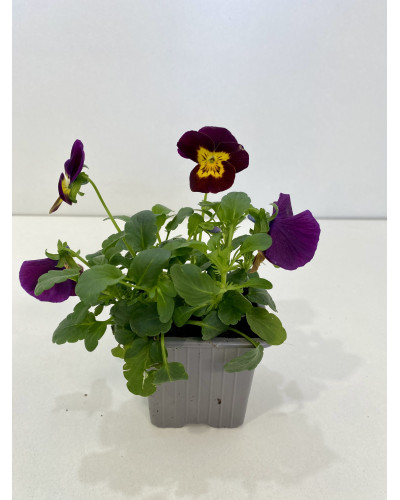 Violette cornue pot d.10,5cm