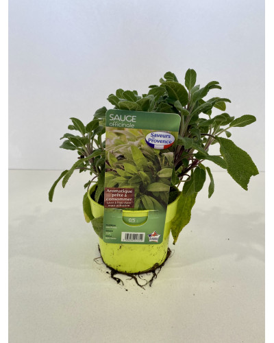 Sauge officinale pot de 14cm