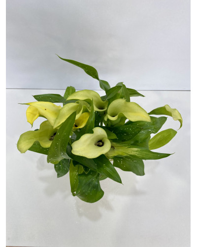 Arum pot de 16cm (Zantedeschia Solfatare)