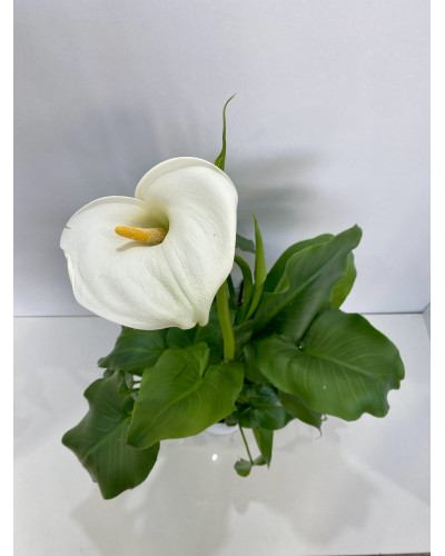 Arum pot de 16cm (Zantedeschia Solfatare)