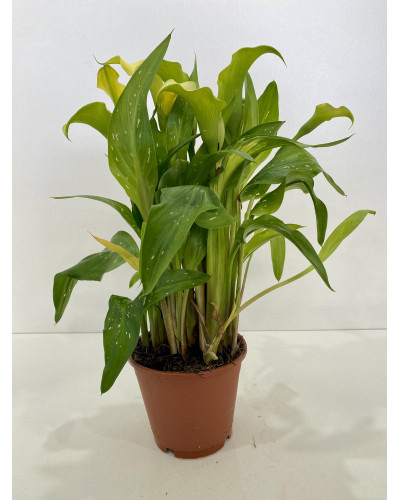 Arum pot de 16cm (Zantedeschia Solfatare)