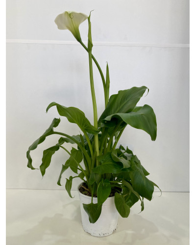 Arum pot de 16cm (Zantedeschia Solfatare)